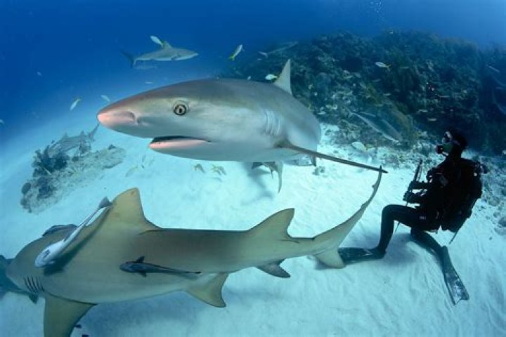 ¿Cómo beben agua los tiburones?