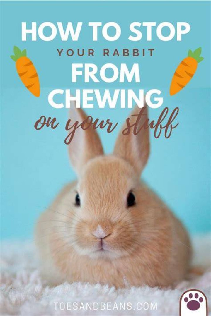 Does neutering stop rabbits chewing?