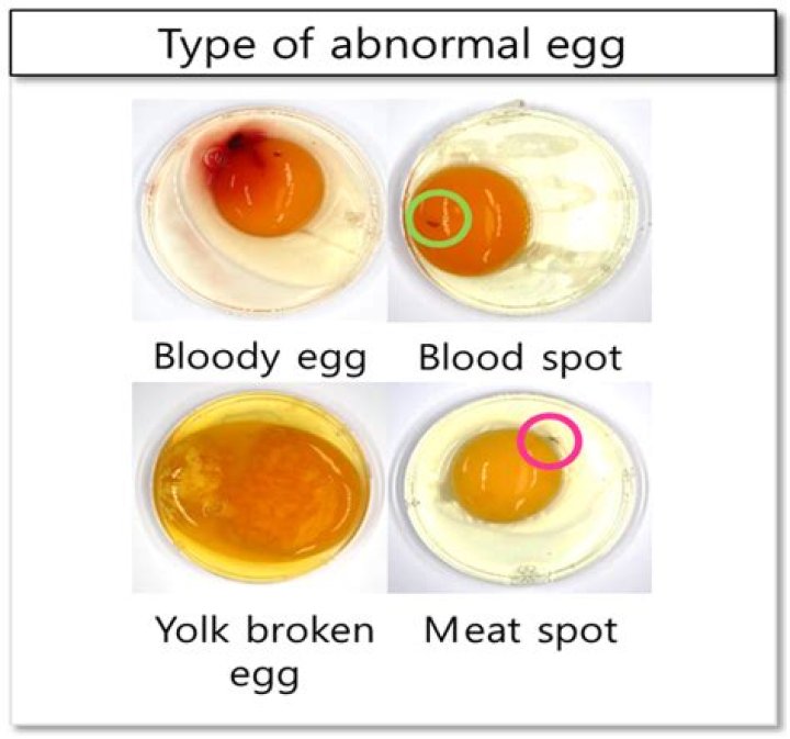 Is raw egg yolk safe for toddlers?