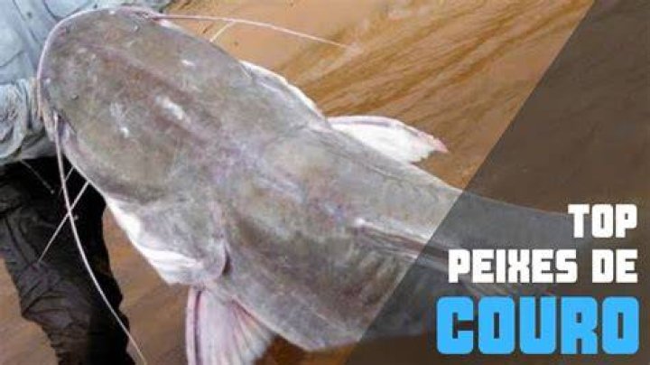 Quais peixes tem couro?