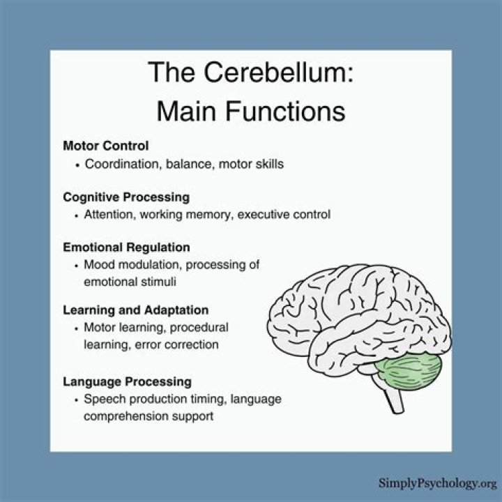 What are the major functions of the cerebrum quizlet?