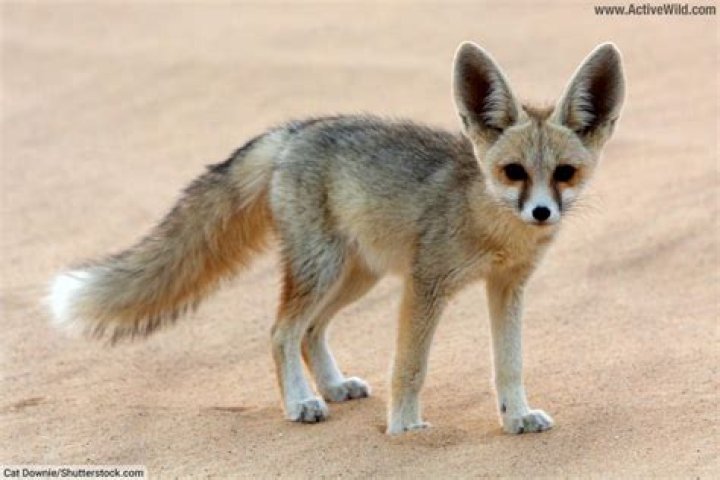 What do you call a group of Fennec foxes?