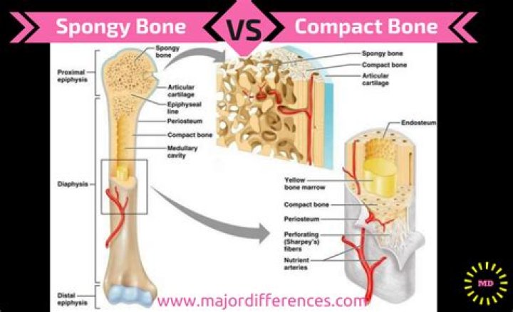 What is the difference of compact bone and spongy bone?
