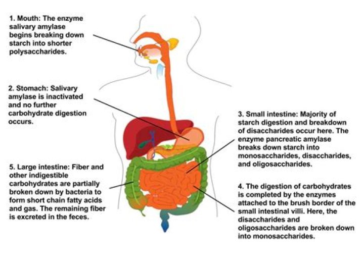 What is the role of Carbohydrase in digestion?